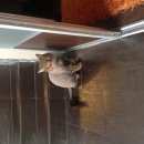 Подробнее об объявлении «Геленджик Пропал кот» Фото: пропала кошка Британская короткошерстная «Геленджик Пропал кот» в г. Геленджик