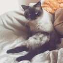 Подробнее об объявлении «Пропал кот Звенигород» Фото: пропала кошка  «Пропал кот Звенигород» в г. Звенигород