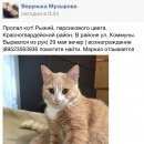 Подробнее об объявлении «Пропал кот рыжий кот Санкт-Петербург» Фото: пропала кошка  «Пропал кот рыжий кот Санкт-Петербург» в г. Санкт-Петербург