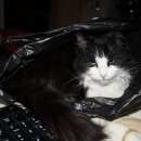 Подробнее об объявлении «Кохма Пропала кошка» Фото: пропала кошка  «Кохма Пропала кошка» в г. Кохма