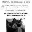 Подробнее об объявлении «Волгоград Пропал кот исчезли с дачи кота одновременно» Фото: пропала кошка  «Волгоград Пропал кот исчезли с дачи кота...» в г. Волгоград