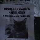 Подробнее об объявлении «Москва Пропала кошка» Фото: пропала кошка  «Москва Пропала кошка» в г. Москва