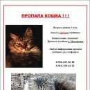 Подробнее об объявлении «Москва Пропала кошка» Фото: пропала кошка Сибирская «Москва Пропала кошка» в г. Москва