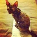 Подробнее об объявлении «Бердск Пропала кошка в е в районе бдо» Фото: пропала кошка  «Бердск Пропала кошка в е в районе бдо» в г. Бердск