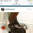 Подробнее об объявлении «Мытищи Пропал кот ориентальной породы» Фото: пропала кошка Ориентальная (восточная короткошерстная) «Мытищи Пропал кот ориентальной породы» в г. Мытищи