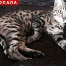 Подробнее об объявлении «Калининград (Кенигсберг) Пропал кот» Фото: пропала кошка  «Калининград (Кенигсберг) Пропал кот» в г. Калининград (Кенигсберг)