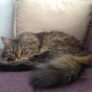 Подробнее об объявлении «Мытищи Пропала кошка» Фото: пропала кошка  «Мытищи Пропала кошка» в г. Мытищи