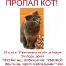 Подробнее об объявлении «Ивантеевка (Московская обл.) Пропал кот» Фото: пропала кошка Британская короткошерстная «Ивантеевка (Московская обл.) Пропал кот» в г. Ивантеевка (Московская обл.)