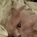 Подробнее об объявлении «Пропала кошка Реутов» Фото: пропала кошка Британская длинношерстная «Пропала кошка Реутов» в г. Реутов