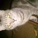 Подробнее об объявлении «Пропал кот Ставрополь» Фото: пропала кошка Шотландская вислоухая «Пропал кот Ставрополь» в г. Ставрополь