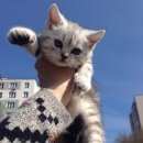 Подробнее об объявлении «Москва Пропал кот» Фото: пропала кошка >  Скоттиш фолд (шотландская вислоухая) и  скоттиш страйт «Москва Пропал кот» в г. Москва