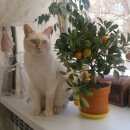 Подробнее об объявлении «Пропал кот Оренбург» Фото: пропала кошка Тайская «Пропал кот Оренбург» в г. Оренбург