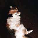 Подробнее об объявлении «Пропала кошка любимица семьи Щербинка» Фото: пропала кошка  «Пропала кошка любимица семьи Щербинка» в г. Щербинка