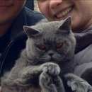 Подробнее об объявлении «Ивантеевка (Московская обл.) Пропала кошка помогите найти друга» Фото: пропала кошка >  Скоттиш фолд (шотландская вислоухая) и  скоттиш страйт «Ивантеевка (Московская обл.) Пропала кошка...» в г. Ивантеевка (Московская обл.)