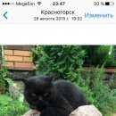 Подробнее об объявлении «Пропал кот Красногорск» Фото: пропала кошка Британская длинношерстная «Пропал кот Красногорск» в г. Красногорск