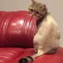 Подробнее об объявлении «Одинцово Пропал кот» Фото: пропала кошка Британская короткошерстная «Одинцово Пропал кот» в г. Одинцово