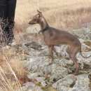 Подробнее об объявлении «Магнитогорск Пропала собака» Фото: пропала собака Левретка «Магнитогорск Пропала собака» в г. Магнитогорск