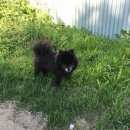 Подробнее об объявлении «Подольск Пропала собака кобель район красная горка» Фото: пропала собака Немецкий шпиц «Подольск Пропала собака кобель район красная горка» в г. Подольск