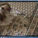 Подробнее об объявлении «Тула Пропала собака кобель помогите найти друга семьи» Фото: пропала собака Ши-тцу «Тула Пропала собака кобель помогите найти друга...» в г. Тула