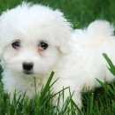 Подробнее об объявлении «Алматы (Алма-Ата) Пропала собака кобель в алматинской области, посёлок панфилова» Фото: пропала собака Мальтийская болонка «Алматы (Алма-Ата) Пропала собака кобель в...» в г. Алматы (Алма-Ата)