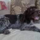 Подробнее об объявлении «Ханты-Мансийск Пропала собака» Фото: пропала собака Дратхаар «Ханты-Мансийск Пропала собака» в г. Ханты-Мансийск