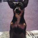 Подробнее об объявлении «Пропала собака Ангарск» Фото: пропала собака  «Пропала собака Ангарск» в г. Ангарск