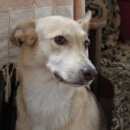 Подробнее об объявлении «Грязи Пропала собака липецкая и тамбовская область» Фото: пропала собака  «Грязи Пропала собака липецкая и тамбовская область» в г. Грязи