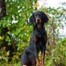 Подробнее об объявлении «Подольск Пропала собака» Фото: пропала собака Шотландский сеттер (гордон) «Подольск Пропала собака» в г. Подольск