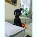 Подробнее об объявлении «Пропала собака такса  Санкт-Петербург» Фото: пропала собака Такса «Пропала собака такса  Санкт-Петербург» в г. Санкт-Петербург