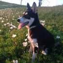 Подробнее об объявлении «Сосновоборск (Красноярский край) Пропала собака» Фото: пропала собака  «Сосновоборск (Красноярский край) Пропала собака» в г. Сосновоборск (Красноярский край)