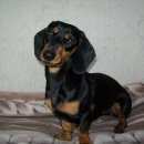 Подробнее об объявлении «Пропала собака Кемерово» Фото: пропала собака Такса «Пропала собака Кемерово» в г. Кемерово