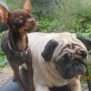 Подробнее об объявлении «Пропала собака кобель Санкт-Петербург» Фото: пропала собака Русский той-терьер «Пропала собака кобель Санкт-Петербург» в г. Санкт-Петербург