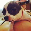 Подробнее об объявлении «Пропала собака Симферополь» Фото: пропала собака Чихуахуа «Пропала собака Симферополь» в г. Симферополь