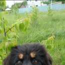 Подробнее об объявлении «Пропала собака Новосибирск» Фото: пропала собака Тибетский мастифф «Пропала собака Новосибирск» в г. Новосибирск