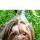 Подробнее об объявлении «Пропала собака её очень ждут дома  Санкт-Петербург» Фото: пропала собака Йоркширский терьер «Пропала собака её очень ждут дома  Санкт-Петербург» в г. Санкт-Петербург