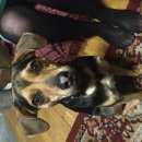 Подробнее об объявлении «Пропала собака кобель Кемерово» Фото: пропала собака  «Пропала собака кобель Кемерово» в г. Кемерово