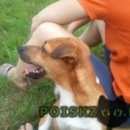 Подробнее об объявлении «Пропала собака кобель Тверь» Фото: пропала собака Джек рассел терьер «Пропала собака кобель Тверь» в г. Тверь