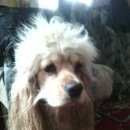 Подробнее об объявлении «Омск Пропала собака кобель гоша» Фото: пропала собака Американский кокер-спаниель «Омск Пропала собака кобель гоша» в г. Омск