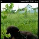 Подробнее об объявлении «Пропала собака Новосибирск» Фото: пропала собака Тибетский мастифф «Пропала собака Новосибирск» в г. Новосибирск