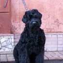 Подробнее об объявлении «Пропала собака Улан-Удэ» Фото: пропала собака Русский чёрный терьер «Пропала собака Улан-Удэ» в г. Улан-Удэ