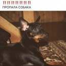 Подробнее об объявлении «Белозёрский Пропала собака кобель» Фото: пропала собака Карликовый пинчер «Белозёрский Пропала собака кобель» в г. Белозёрский