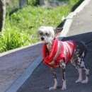 Подробнее об объявлении «Геленджик Пропала собака» Фото: пропала собака Китайская хохлатая собака «Геленджик Пропала собака» в г. Геленджик