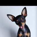 Подробнее об объявлении «Пропала собака кобель Самара» Фото: пропала собака Той-терьер «Пропала собака кобель Самара» в г. Самара