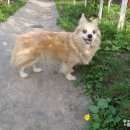 Подробнее об объявлении «Алексин Пропала собака собачка зита» Фото: пропала собака  «Алексин Пропала собака собачка зита» в г. Алексин