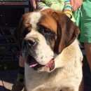 Подробнее об объявлении «Пропала собака кобель сенбернар Санкт-Петербург» Фото: пропала собака Сенбернар «Пропала собака кобель сенбернар Санкт-Петербург» в г. Санкт-Петербург