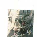 Подробнее об объявлении «Пропала собака Тверь» Фото: пропала собака Восточно-европейская овчарка «Пропала собака Тверь» в г. Тверь