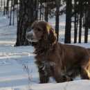 Подробнее об объявлении «Пропала собака кобель Улан-Удэ» Фото: пропала собака Английский кокер-спаниель «Пропала собака кобель Улан-Удэ» в г. Улан-Удэ