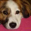 Подробнее об объявлении «Радужный (Ханты-Мансийский АО) Пропала собака кобель» Фото: пропала собака  «Радужный (Ханты-Мансийский АО) Пропала собака...» в г. Радужный (Ханты-Мансийский АО)