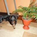 Подробнее об объявлении «Пропала собака кобель Омск» Фото: пропала собака Такса «Пропала собака кобель Омск» в г. Омск