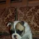 Подробнее об объявлении «Анапа Пропала собака французик» Фото: пропала собака Французский бульдог «Анапа Пропала собака французик» в г. Анапа